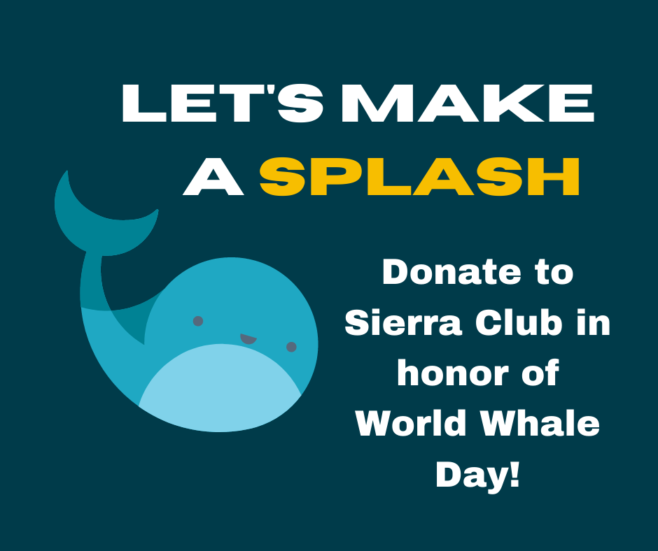 Login World Whale Day