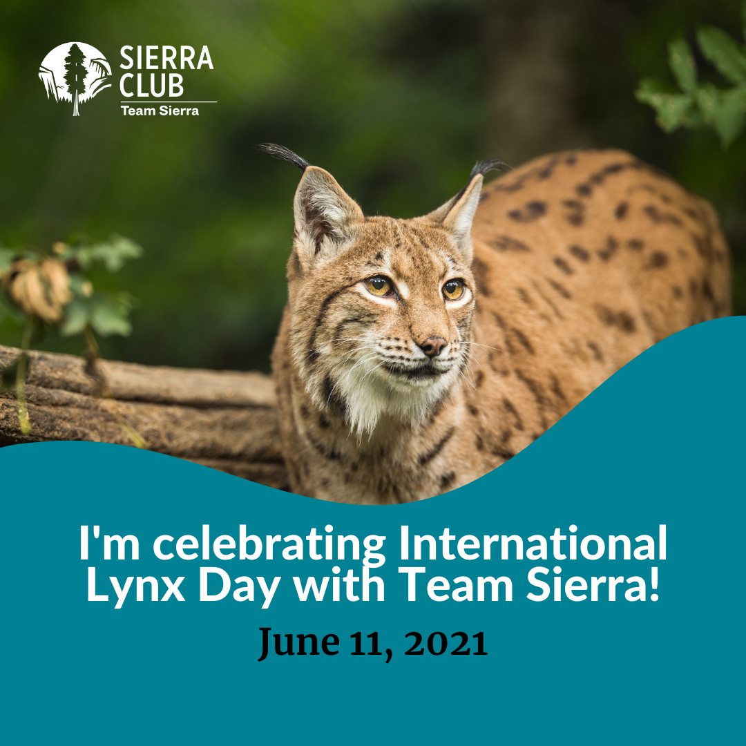 Donate - International Lynx Day
